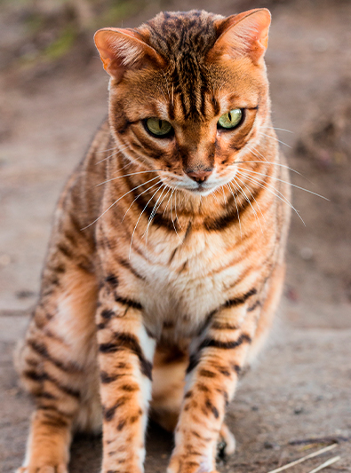 Bengal