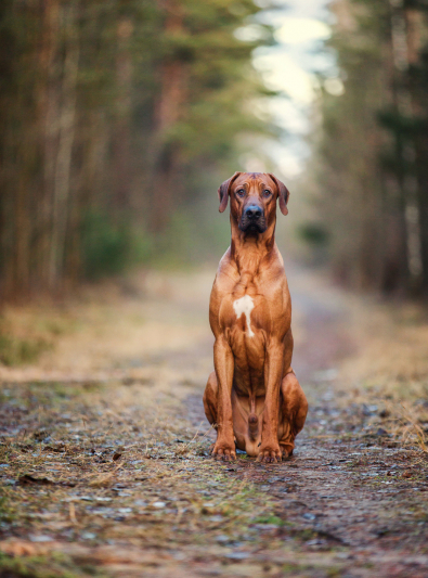 Rhodesian sales ridgeback prix