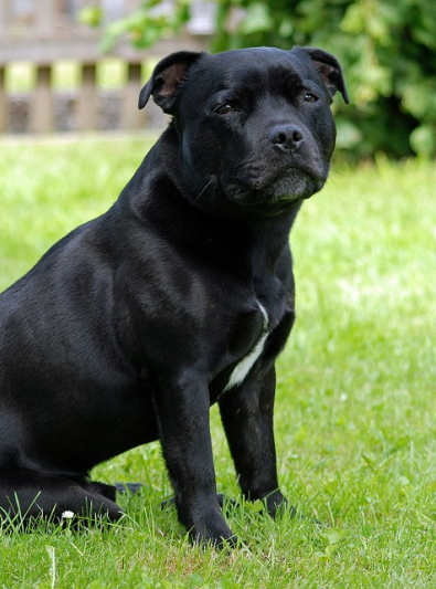 Chien staffy shop