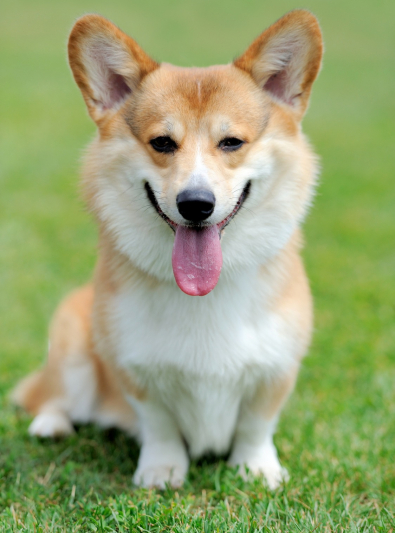 Welsh Corgi Pembroke : caractère, prix, éducation, élevage